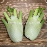Fenchel
