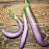 Aubergine Pink Lady Asia-Typ