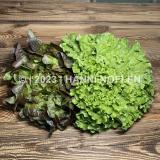 Sommersalate kg