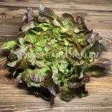 Eichblattsalat rot
