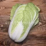 Chinakohl frisch, grün