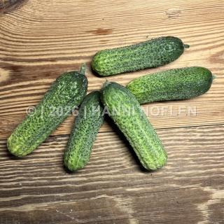 Einlege-Gurken, Cornichons