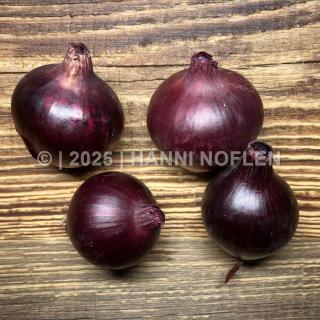 Zwiebeln Rot