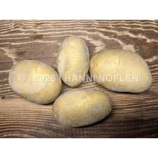 Kartoffeln Otolia festkochend