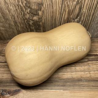 Kürbis Butternut