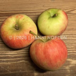 Äpfel Elstar säuerlich
