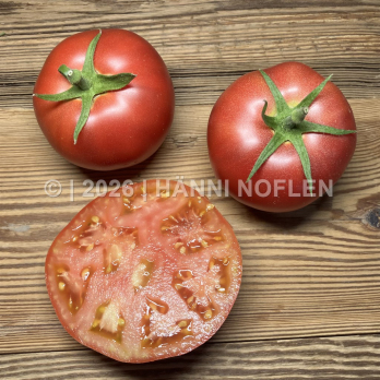 Tomaten Berner Rose