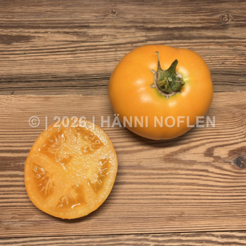 Tomate Froschkönig''s Goldkugel