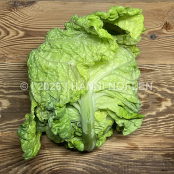 Wirz/Kohl grün,frisch