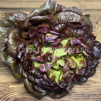 Salanova rot