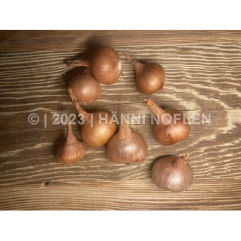 Schalotten-Zwiebeln