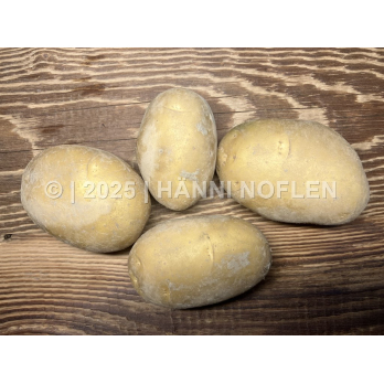 Kartoffeln Otolia festkochend