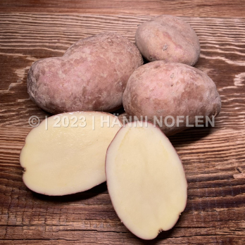 Kartoffeln weichkochend Desirée