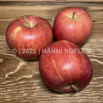 Äpfel GALA