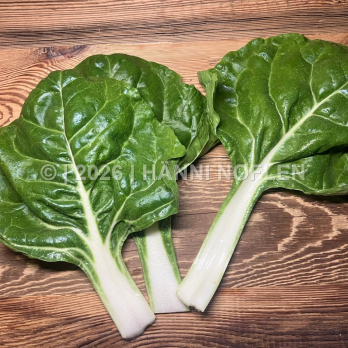 Krautstiel