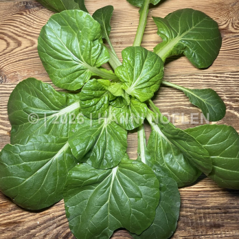 Tatsoi (Blattsenf)