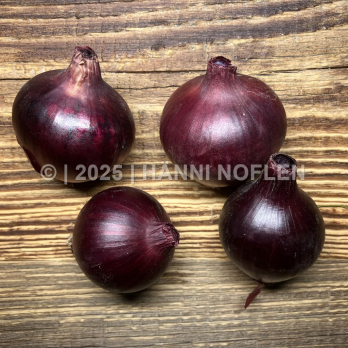 Zwiebeln Rot
