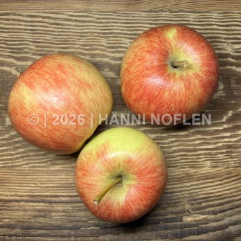 Äpfel Rubin süss