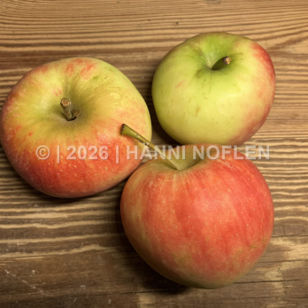 Äpfel Elstar säuerlich